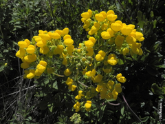 Calceolaria integrifolia