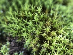 Vinealobryum