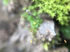 Vinealobryum