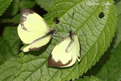 Leptophobia diaguita