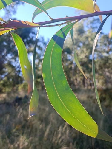 Image of Acacia rubida by (c) Matthew Lincoln, some rights reserved (CC BY)