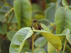 Boissonneaua flavescens