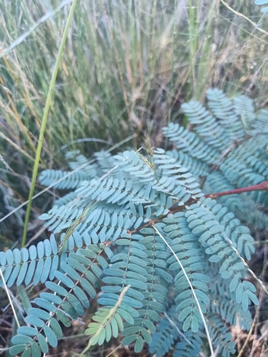 Image of Acacia rubida by (c) Matthew Lincoln, some rights reserved (CC BY)
