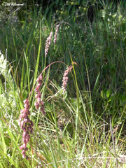 Chascolytrum subaristatum