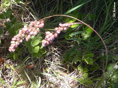 Chascolytrum subaristatum