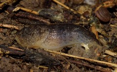 Tandonia sowerbyi
