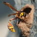 Okinawa Mud Wasp - Photo (c) Liu JimFood, some rights reserved (CC BY-NC), uploaded by Liu JimFood