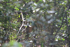 Odocoileus virginianus curassavicus