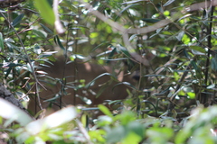 Odocoileus virginianus curassavicus