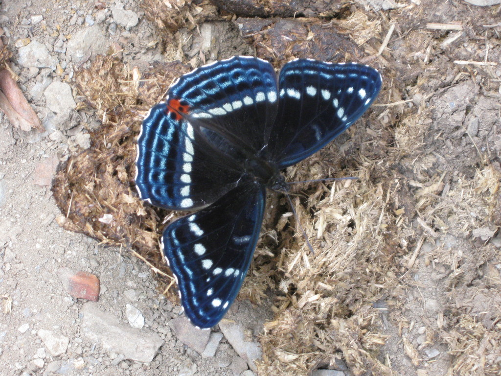 Limenitis dubernardi