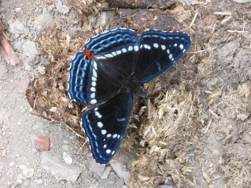 Limenitis dubernardi
