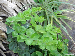 Ercilla spicata
