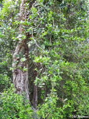 Ercilla spicata