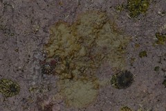 Lithophyllum