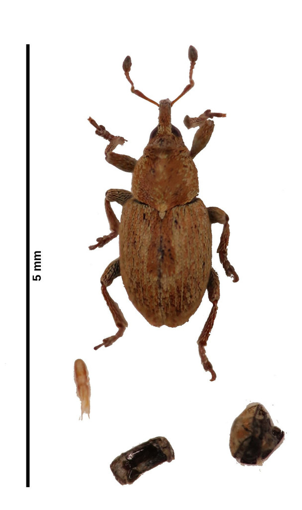 Sibinia variata