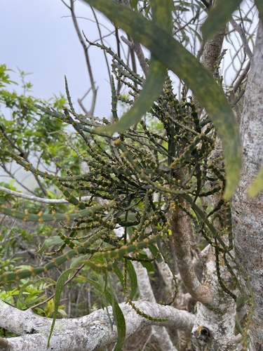 Degener's korthal mistletoe (Korthalsella degeneri)