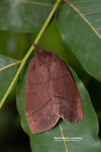 Periphoba pessoai