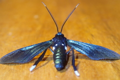 Macrocneme caerulescens