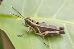 Traulia azureipennis