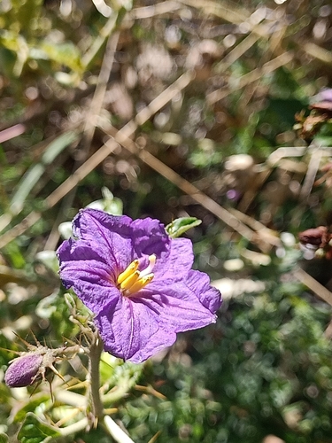 Image of Solanum cinereum by (c) Matthew Lincoln, some rights reserved (CC BY)