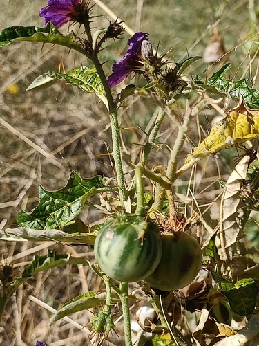 Image of Solanum cinereum by (c) Matthew Lincoln, some rights reserved (CC BY)