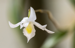 Dendrobium crumenatum