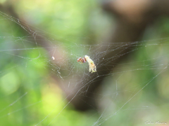 Nihonhimea tesselata