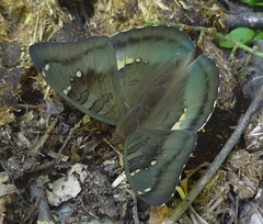 Euthalia dubernardi