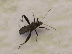 Heegeria tangirica