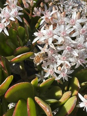Apis mellifera