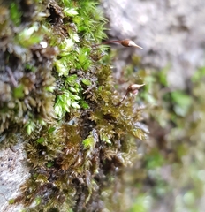 Rhynchostegium murale