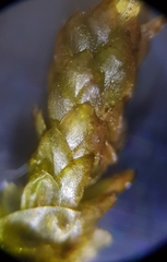 Rhynchostegium murale