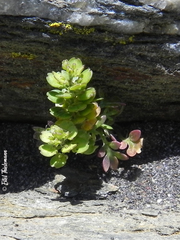 Lepidium auriculatum