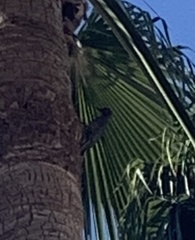Melanerpes uropygialis