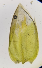 Rhynchostegium murale