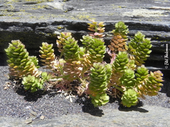 Lepidium auriculatum