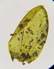 Rhynchostegium murale