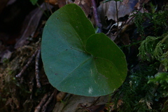 Asarum caucasicum