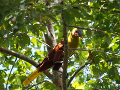 Psarocolius bifasciatus