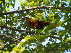 Psarocolius bifasciatus