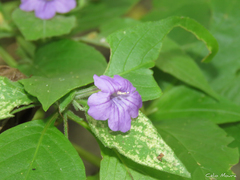 Ruellia paniculata