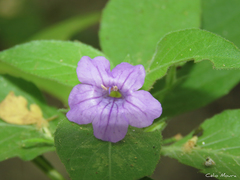 Ruellia paniculata