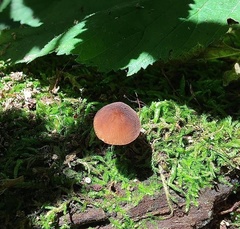 Pluteus thomsonii
