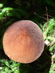 Pluteus thomsonii