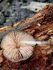 Pluteus thomsonii