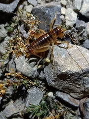 Hemiandrus pallitarsis