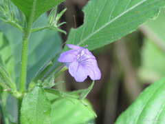 Ruellia paniculata