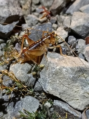 Hemiandrus pallitarsis