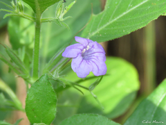 Ruellia paniculata