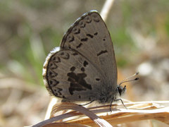 Celastrina echo sidara